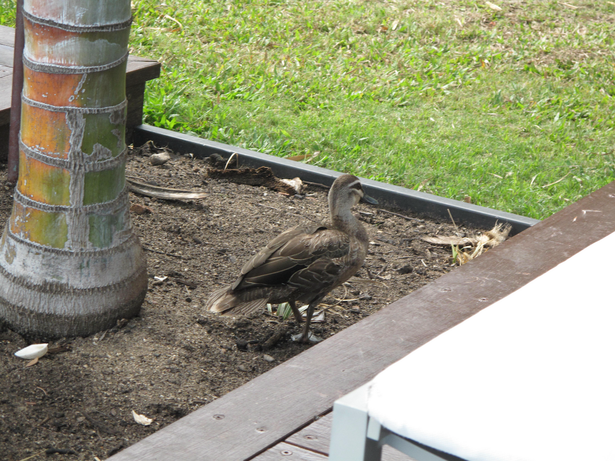 Pacific Black Duck - ML611746265