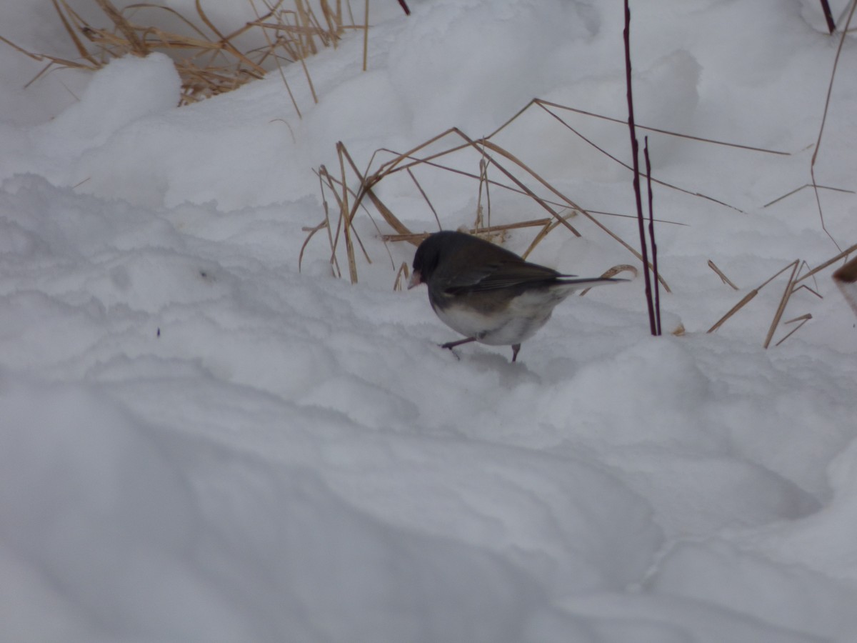 Junco Ojioscuro (hyemalis/carolinensis) - ML611746266