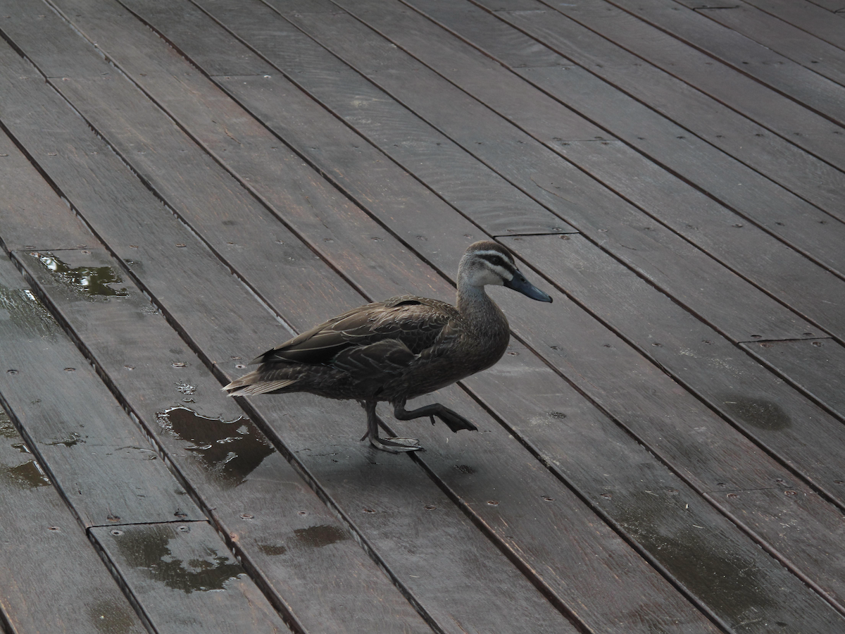 Pacific Black Duck - ML611746269