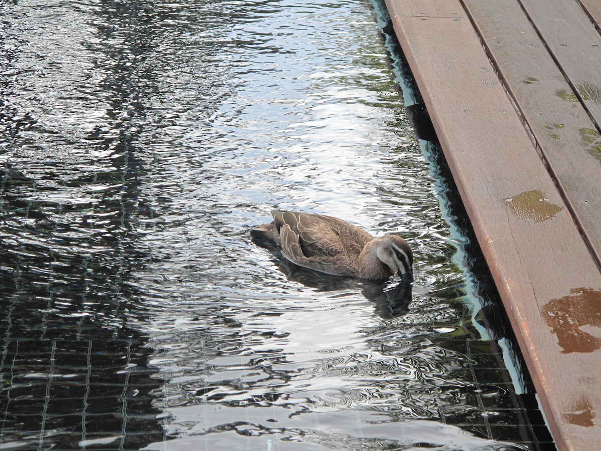 Pacific Black Duck - ML611746271