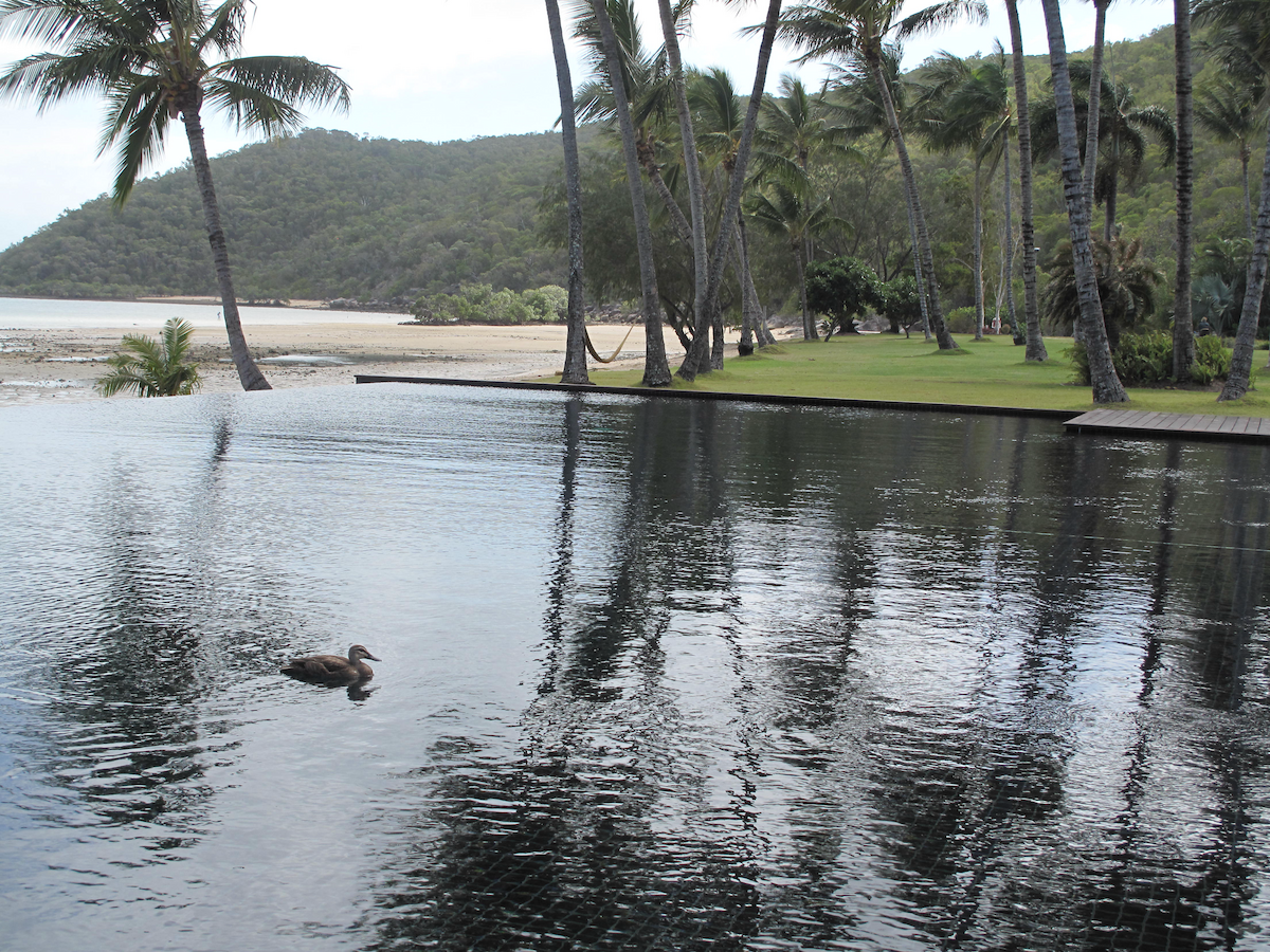 Pacific Black Duck - ML611746278