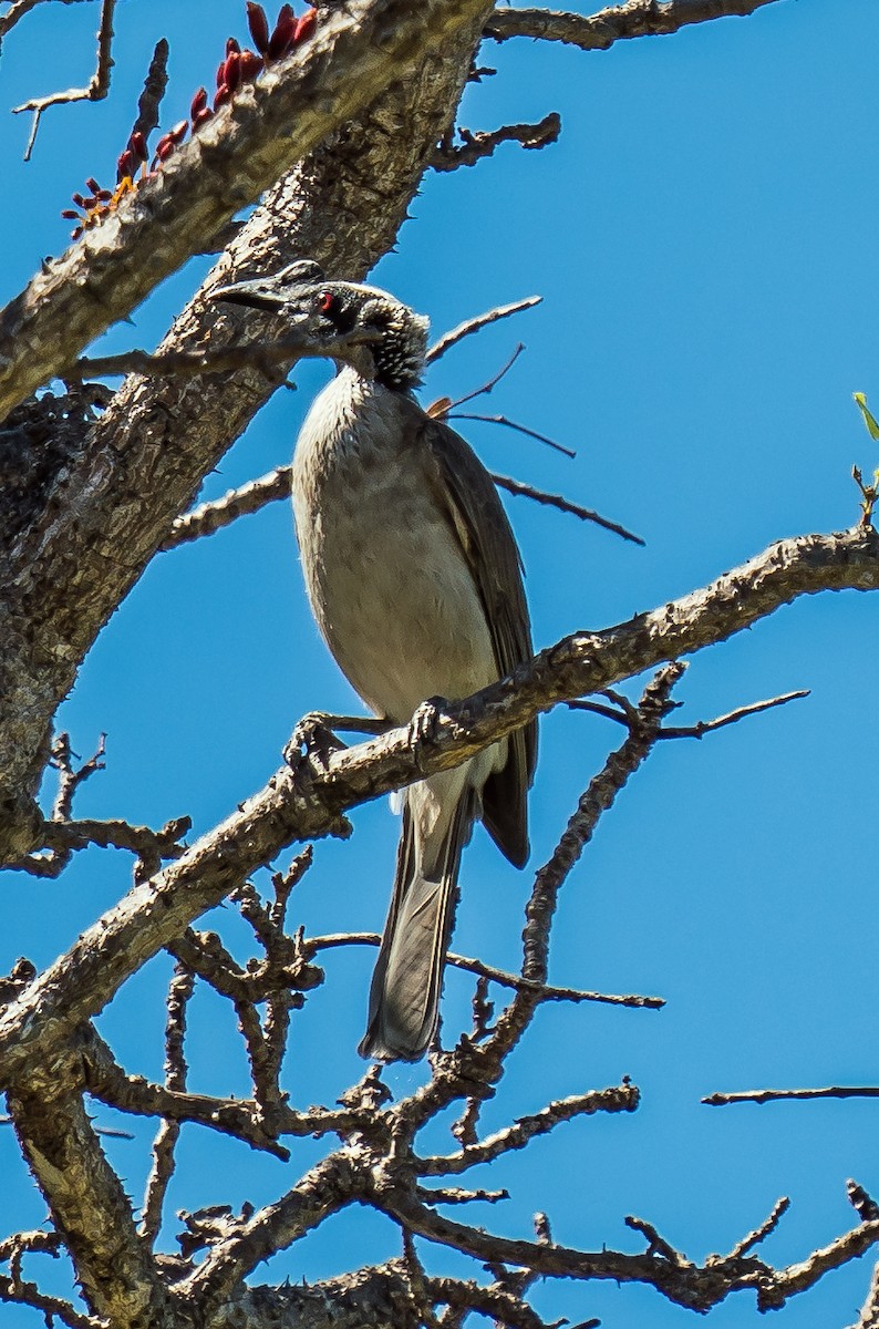 Silver-crowned Friarbird - Russell Scott