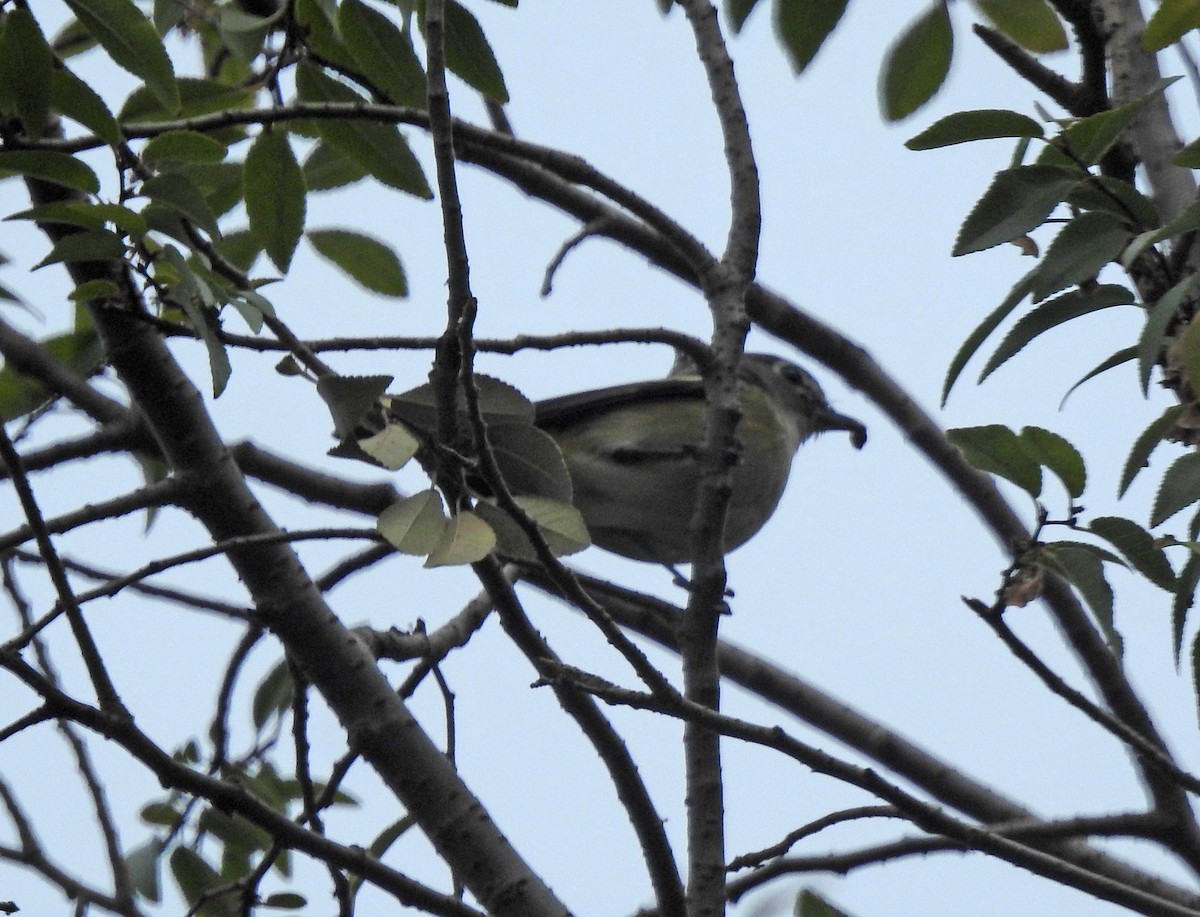 Cassin's Vireo - Andrew Birch