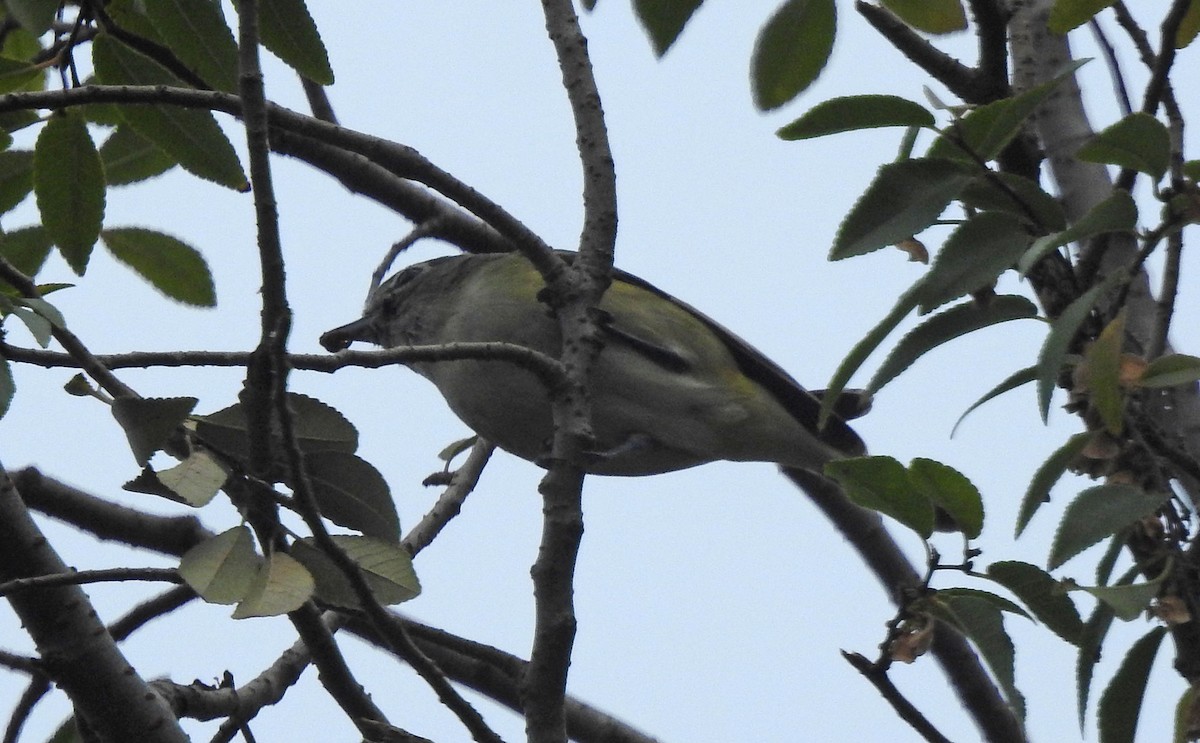 Cassin's Vireo - Andrew Birch