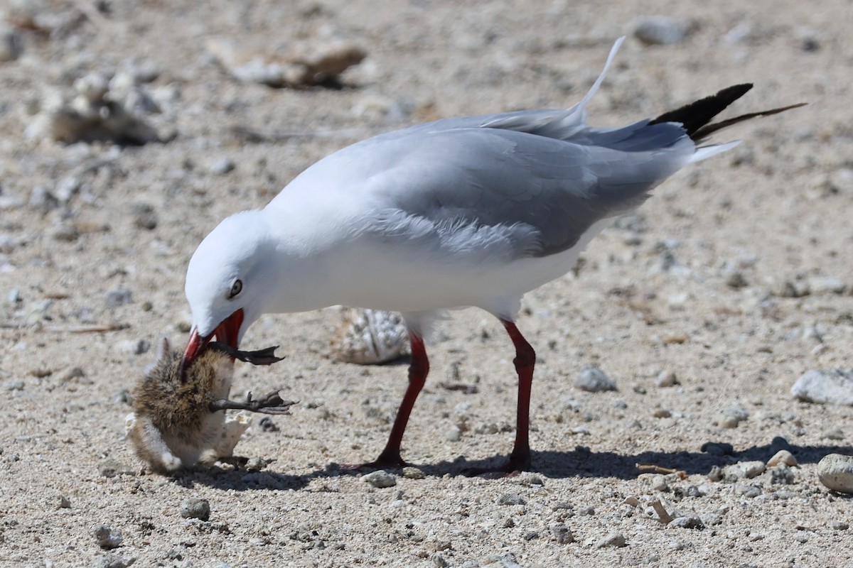 ギンカモメ（novaehollandiae／forsteri） - ML611746392