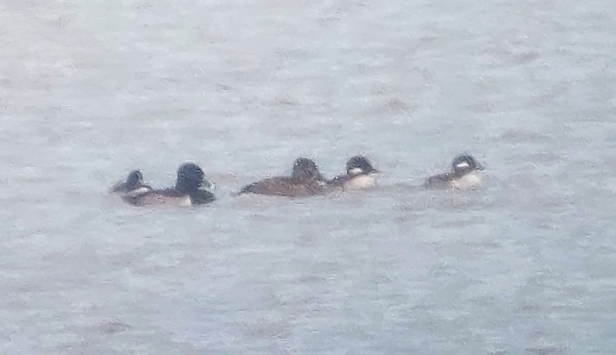 Bufflehead - ML611746414