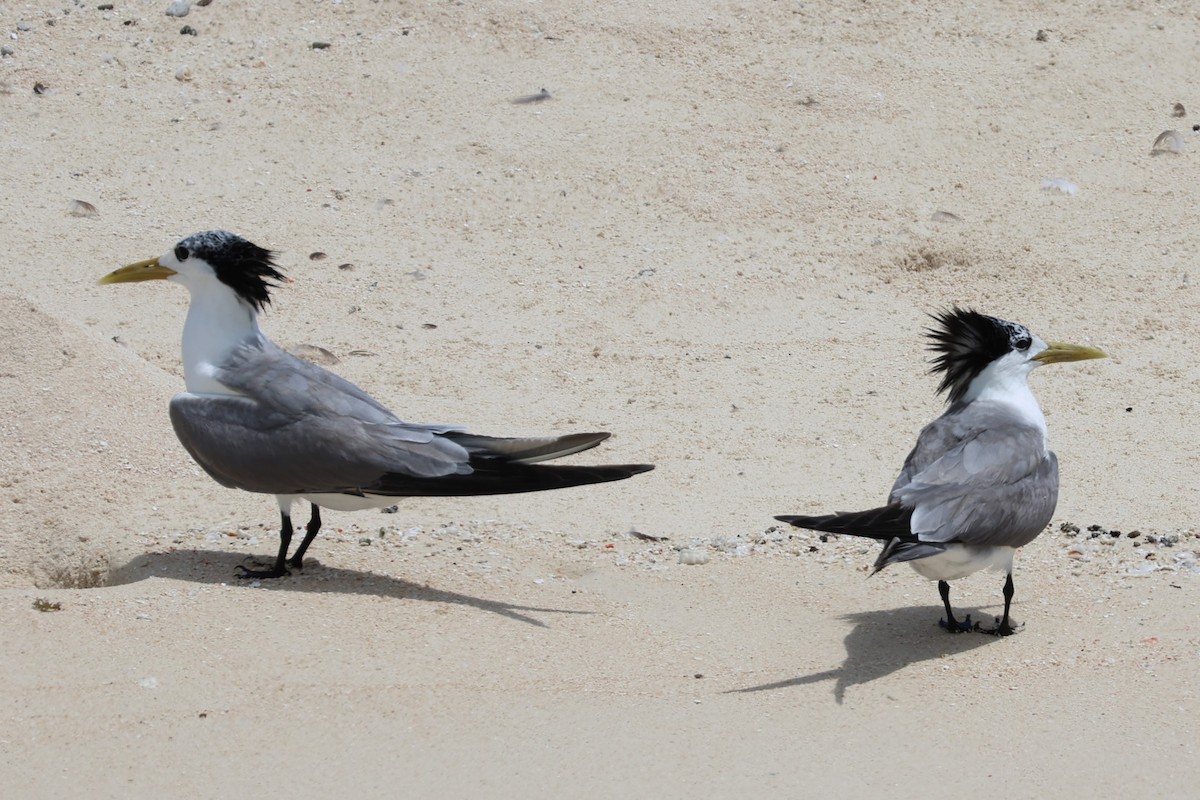 Great Crested Tern - ML611746423