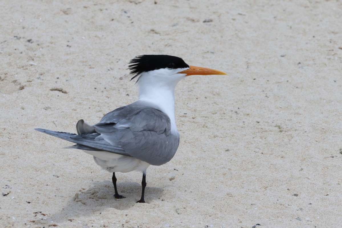 Lesser Crested Tern - 瑞珍 楊