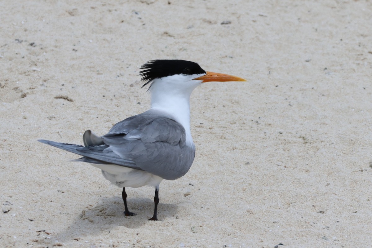 Lesser Crested Tern - ML611746429