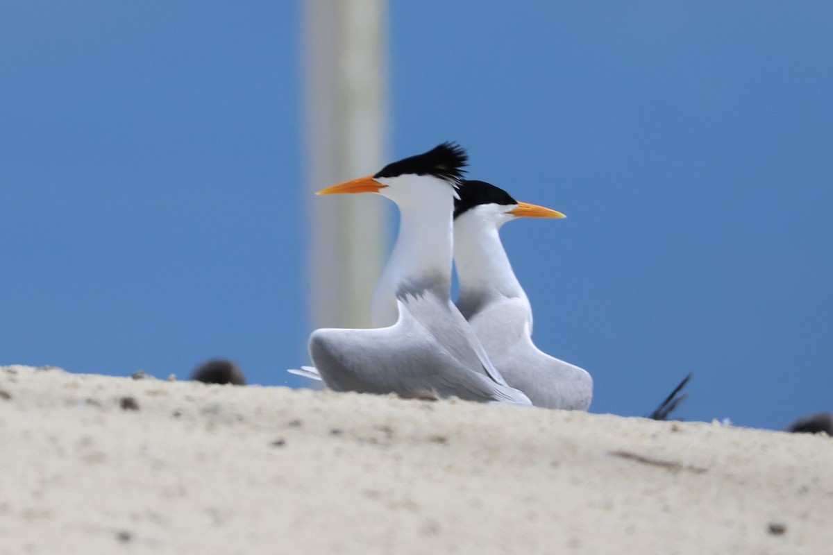 Lesser Crested Tern - 瑞珍 楊