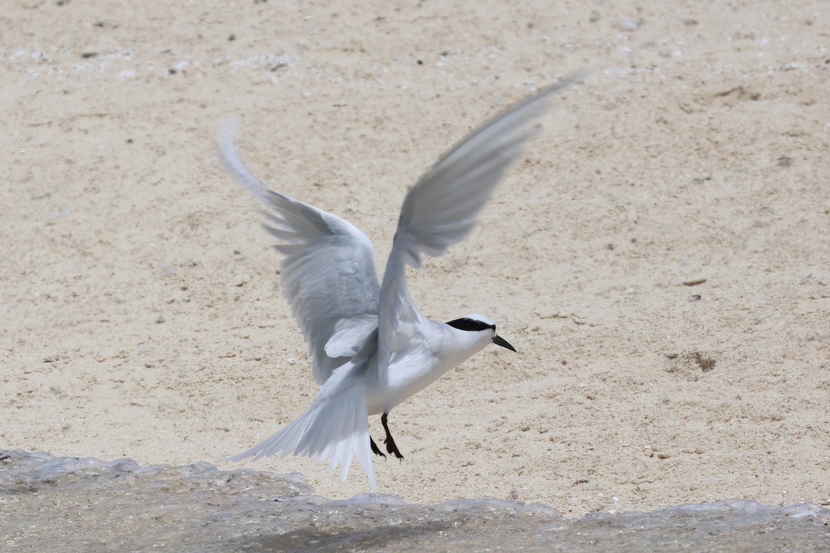 Black-naped Tern - 瑞珍 楊