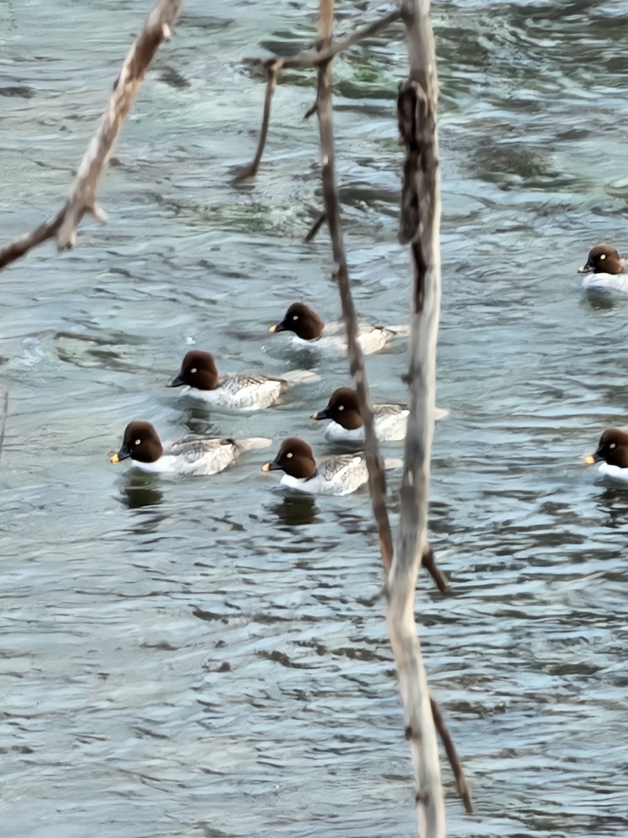 Common Goldeneye - ML611746481