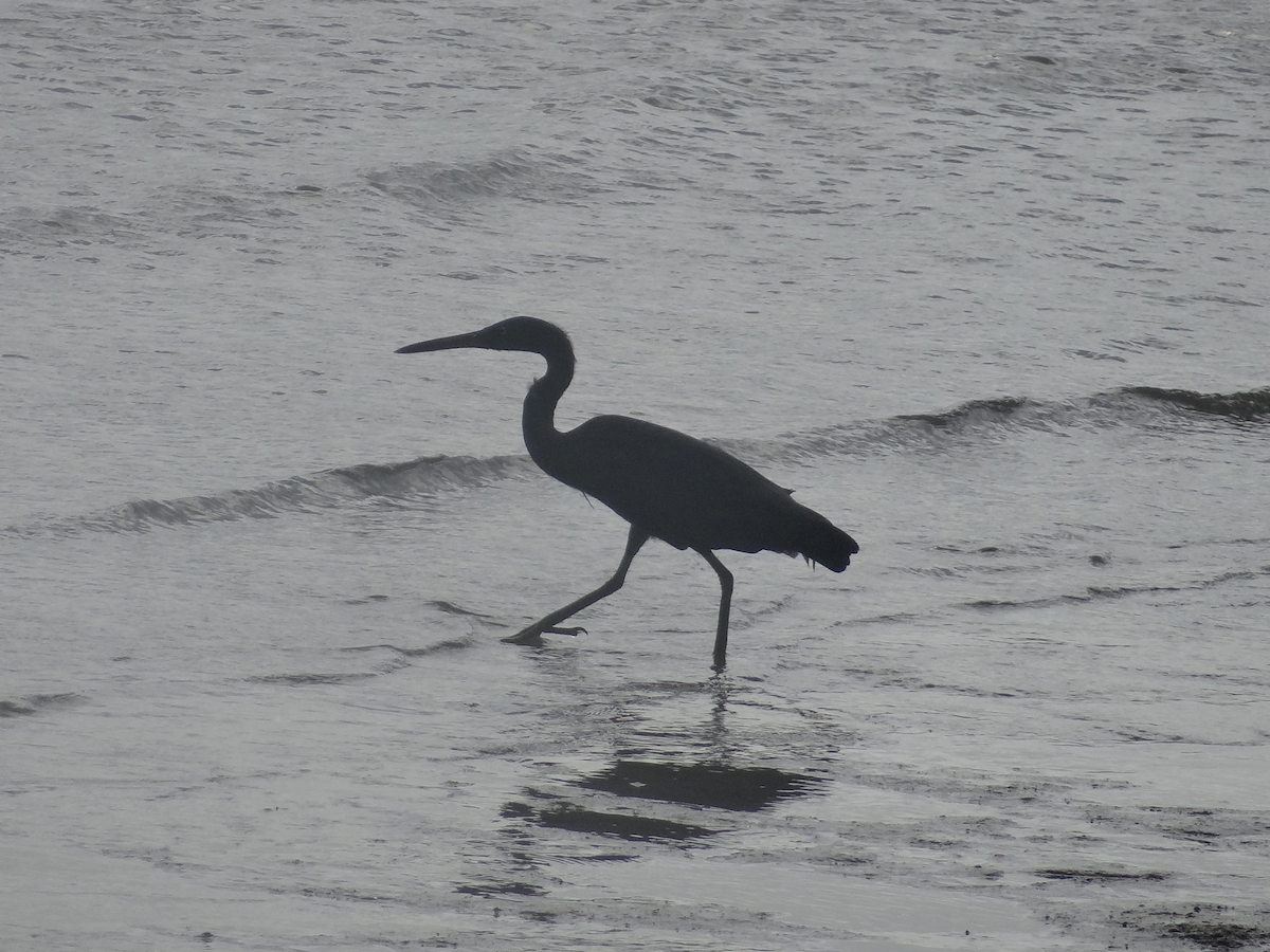 Pacific Reef-Heron - ML611746608