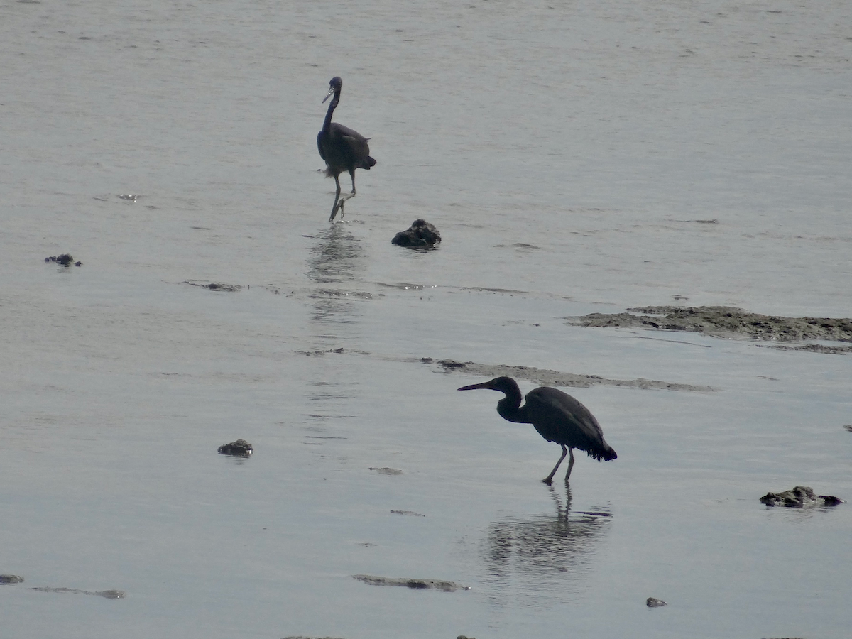 Pacific Reef-Heron - ML611746609