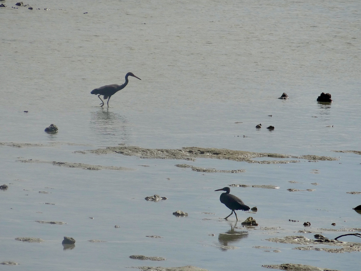 Pacific Reef-Heron - ML611746610