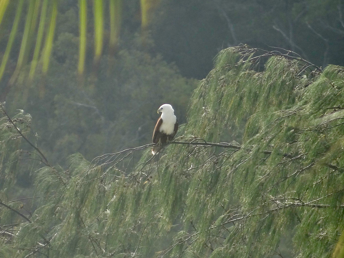 Brahminy Kite - ML611746611