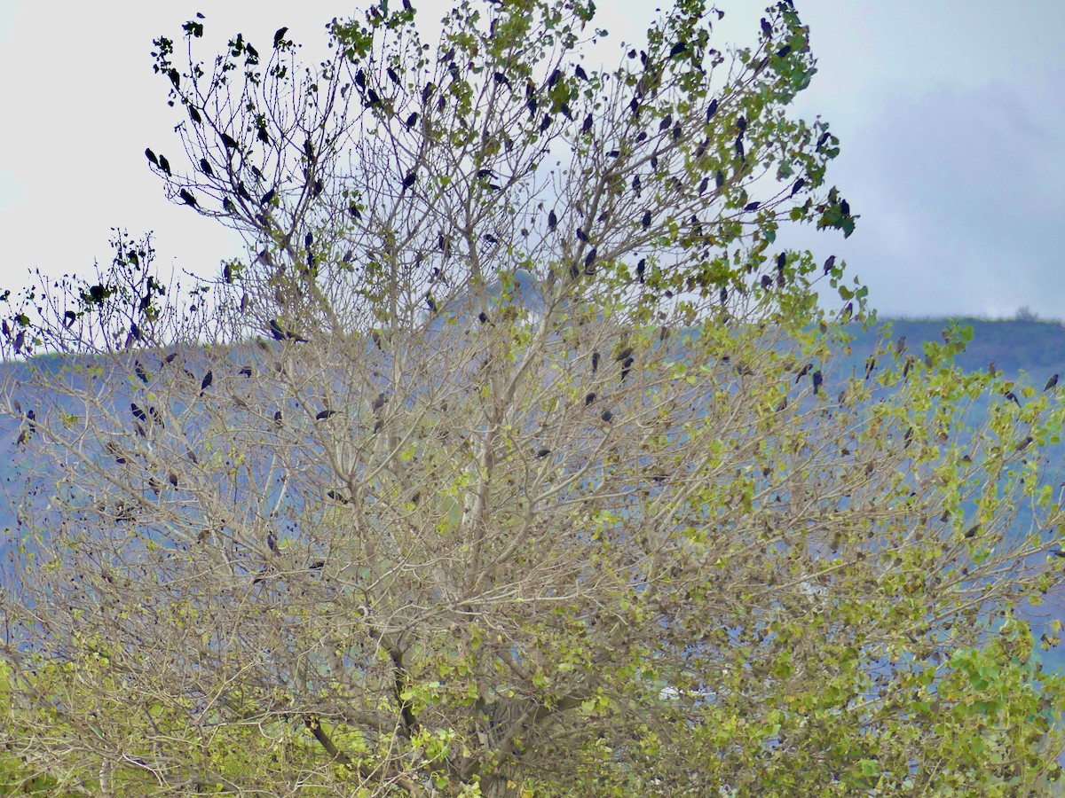 Red-winged Blackbird - ML611746612