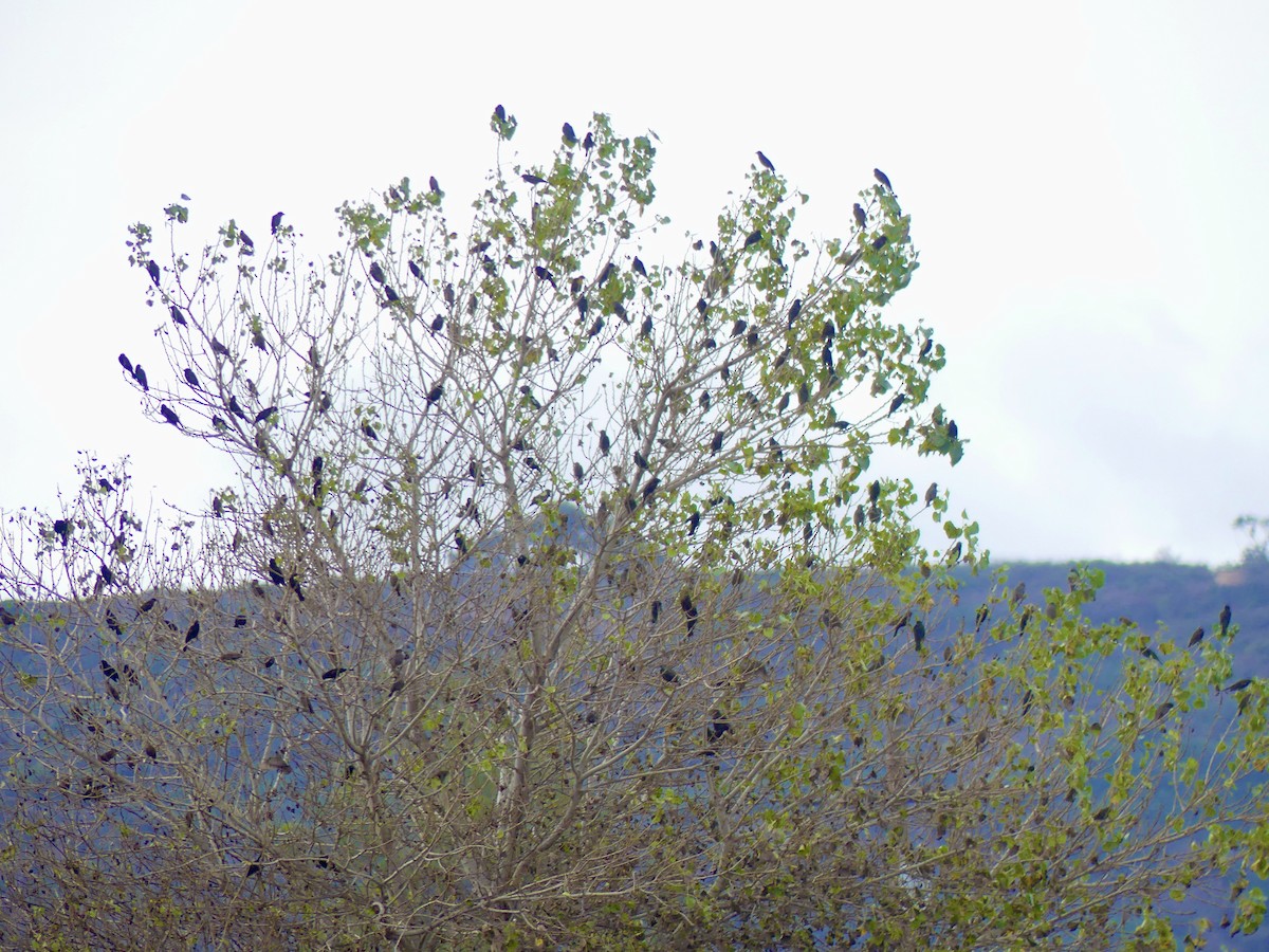 Red-winged Blackbird - Carolyn Thiele