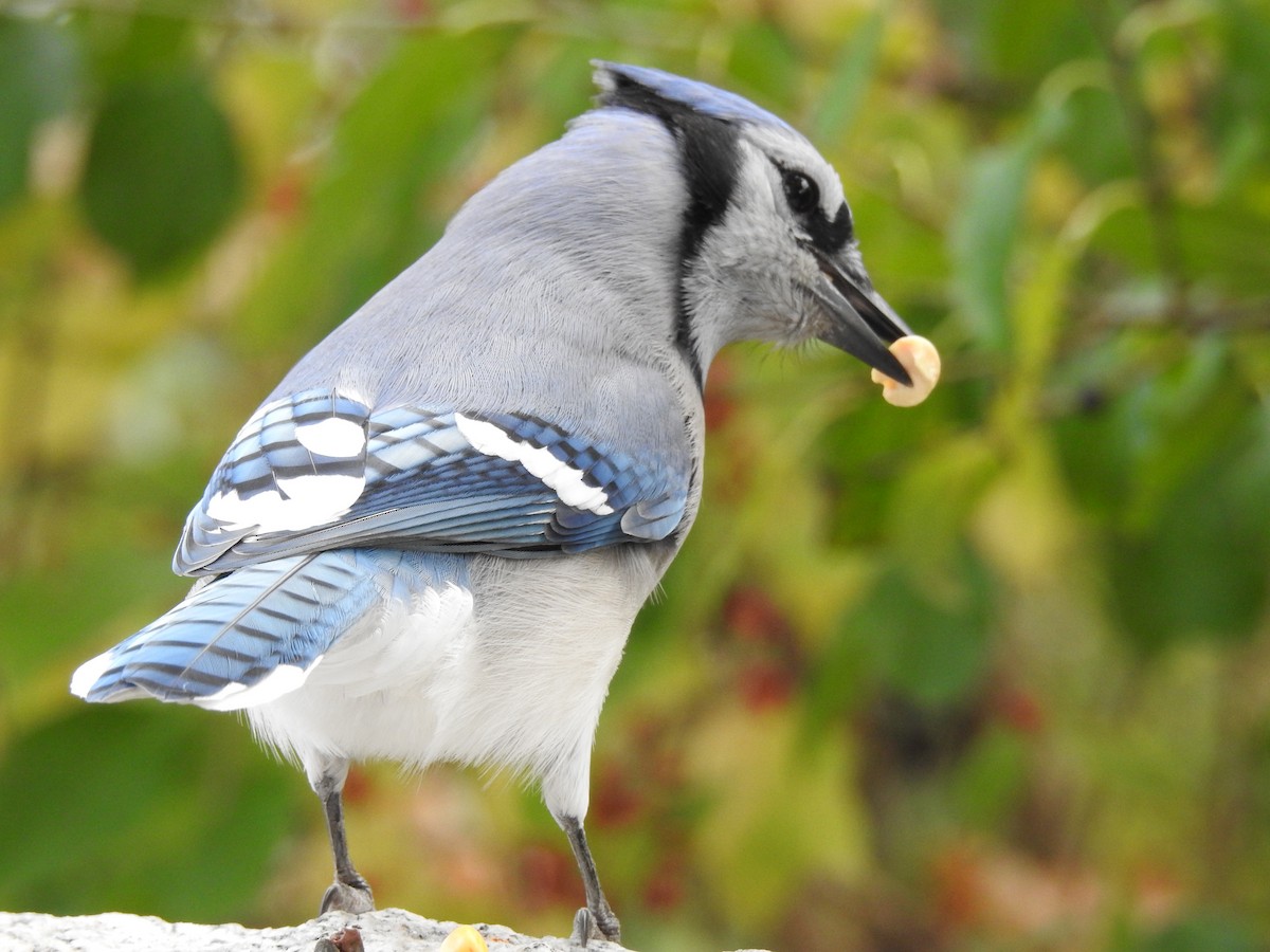 Blue Jay - Cindy Burley