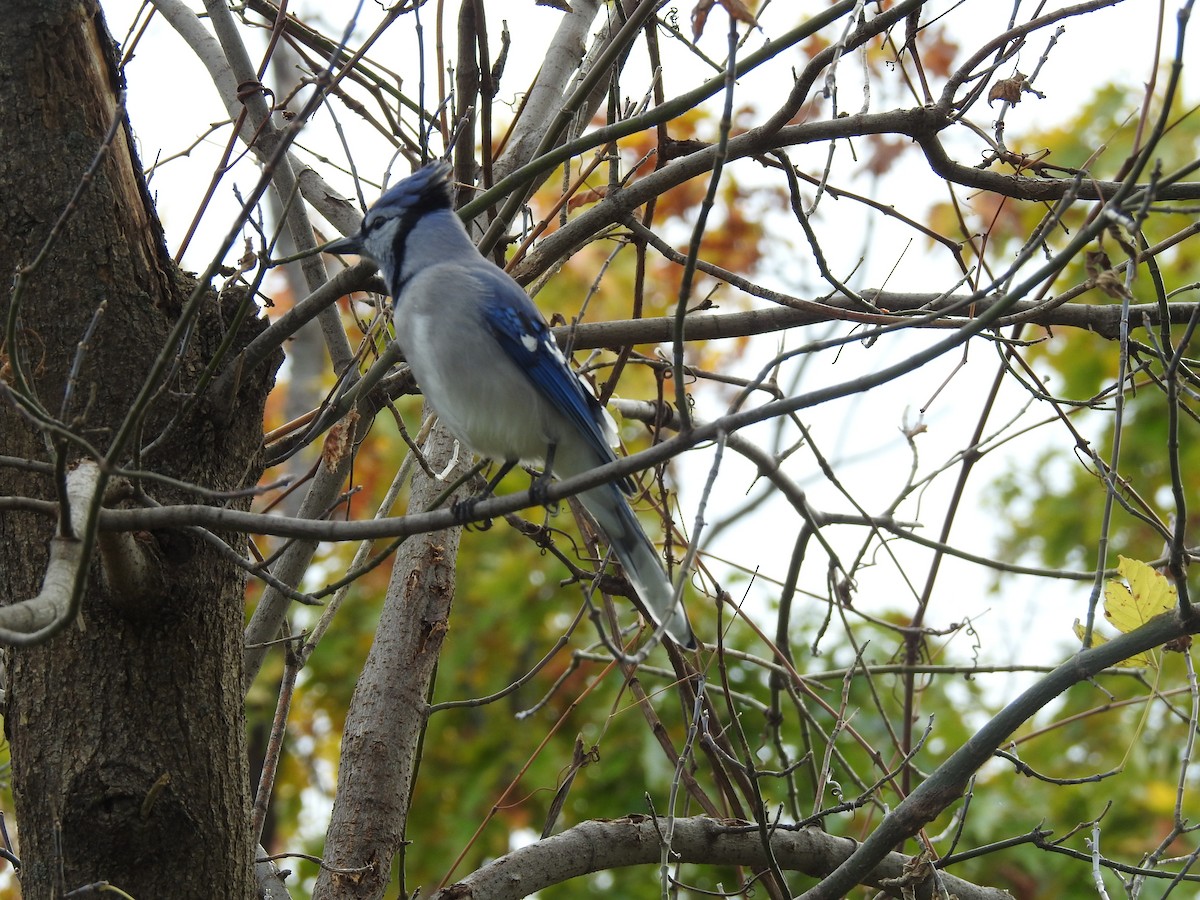 Blue Jay - Cindy Burley