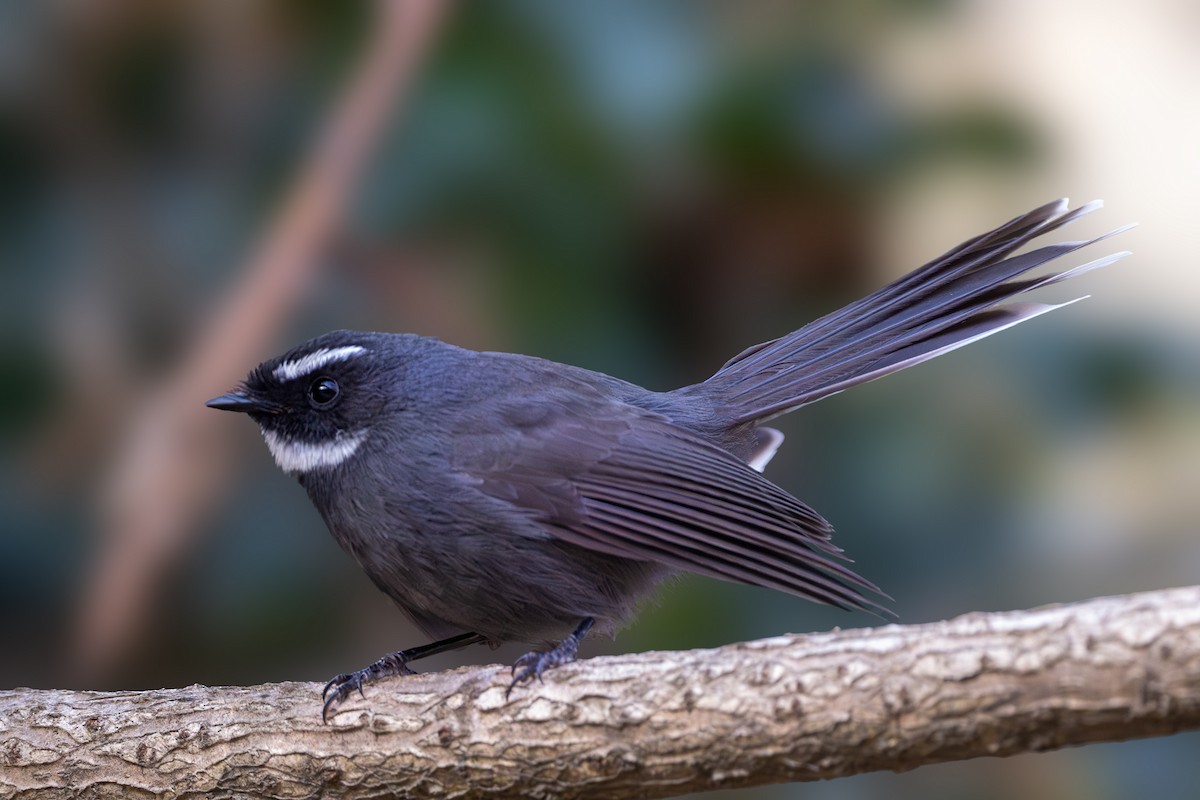 White-throated Fantail - ML611746700
