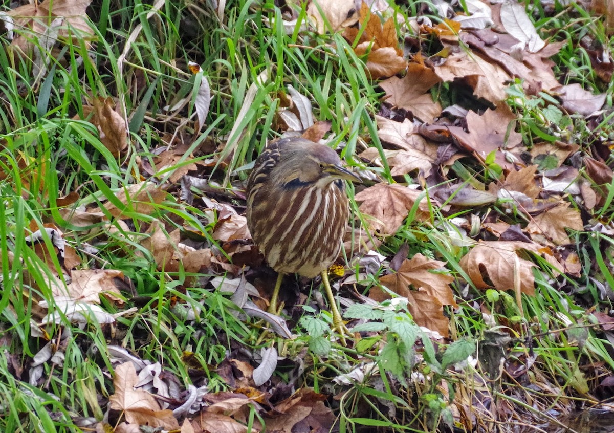 American Bittern - ML611746829