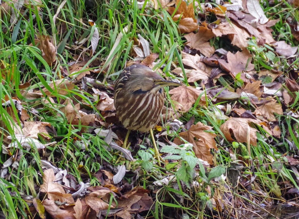 American Bittern - ML611746830