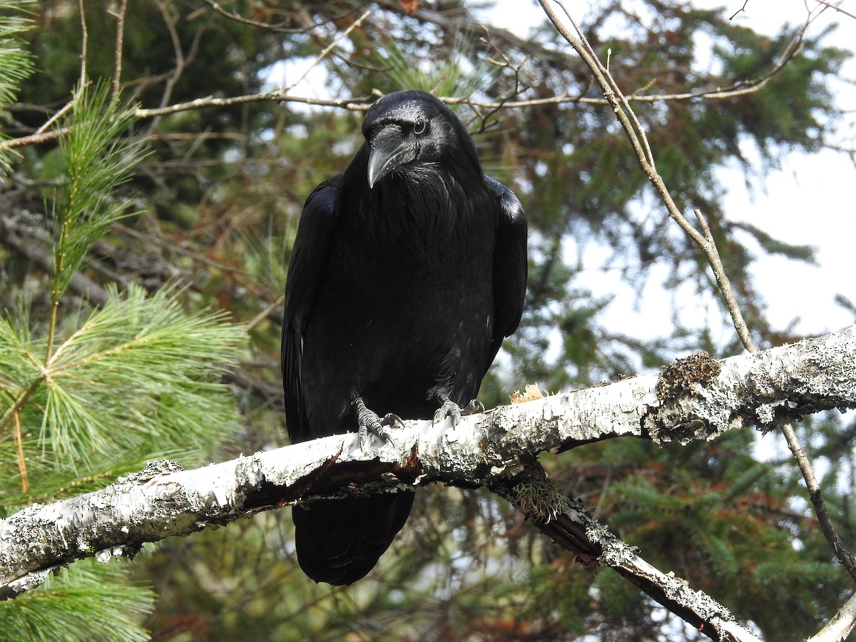 Common Raven - ML611746863