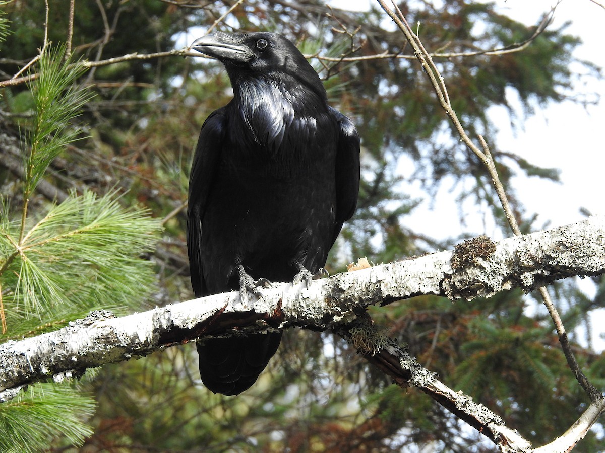 Common Raven - ML611746870