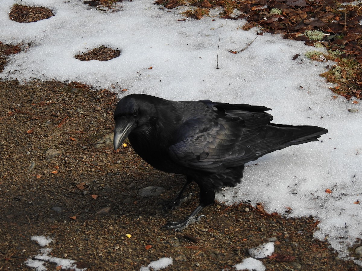 Common Raven - ML611746871