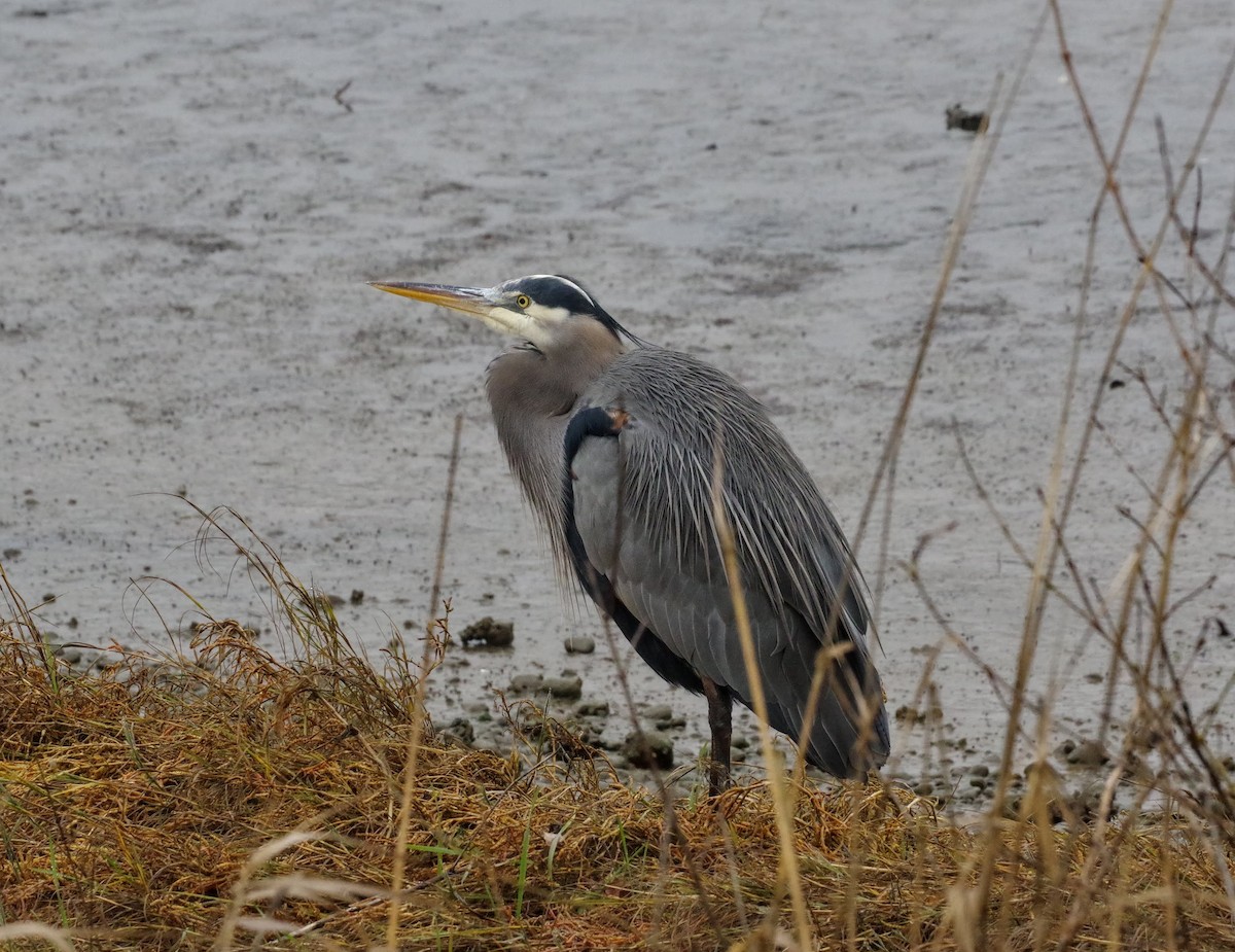 Great Blue Heron - ML611746884