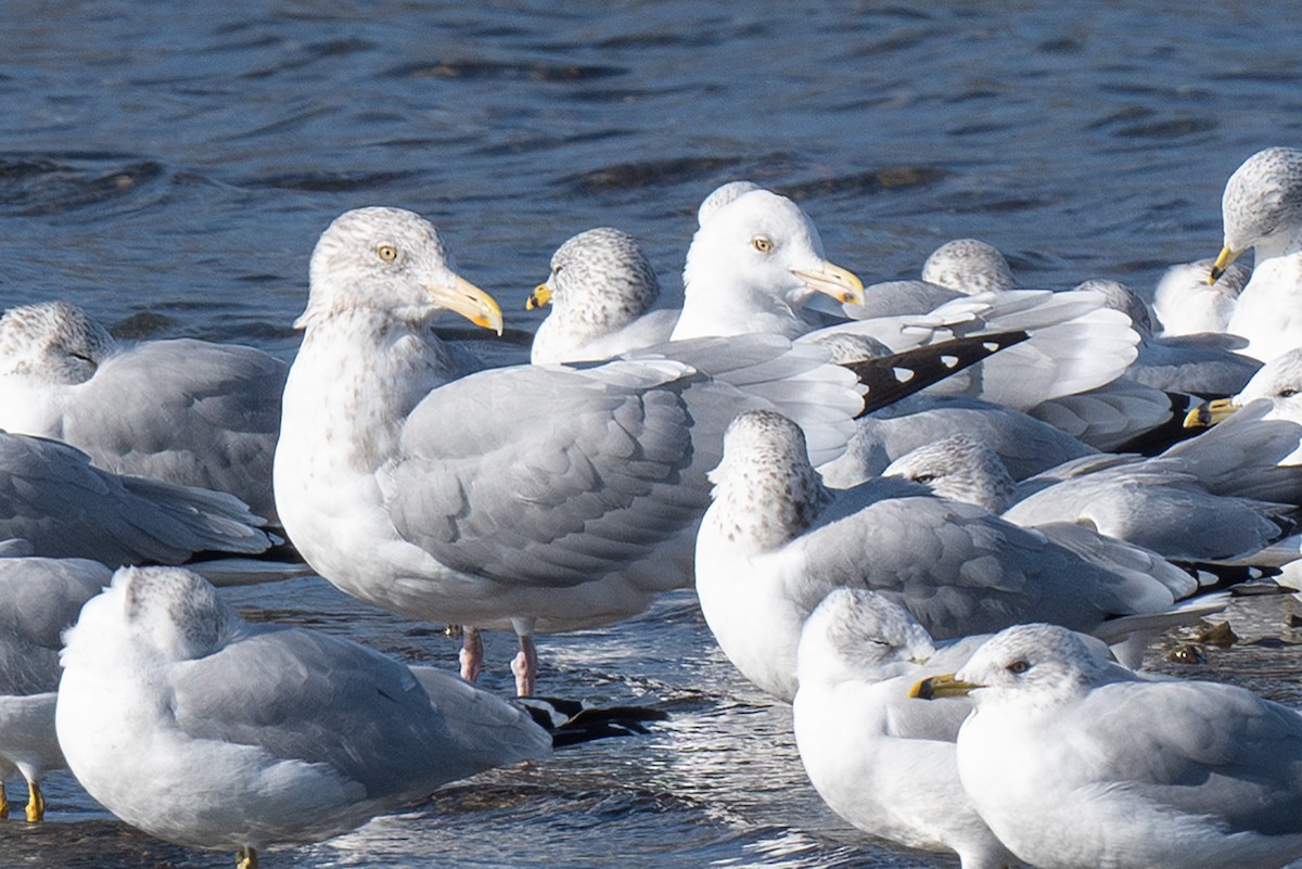 Herring Gull - ML611746923