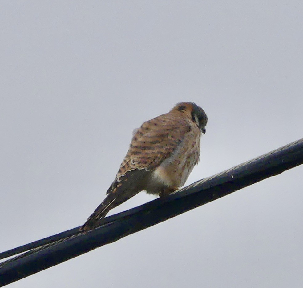 American Kestrel - ML611746948