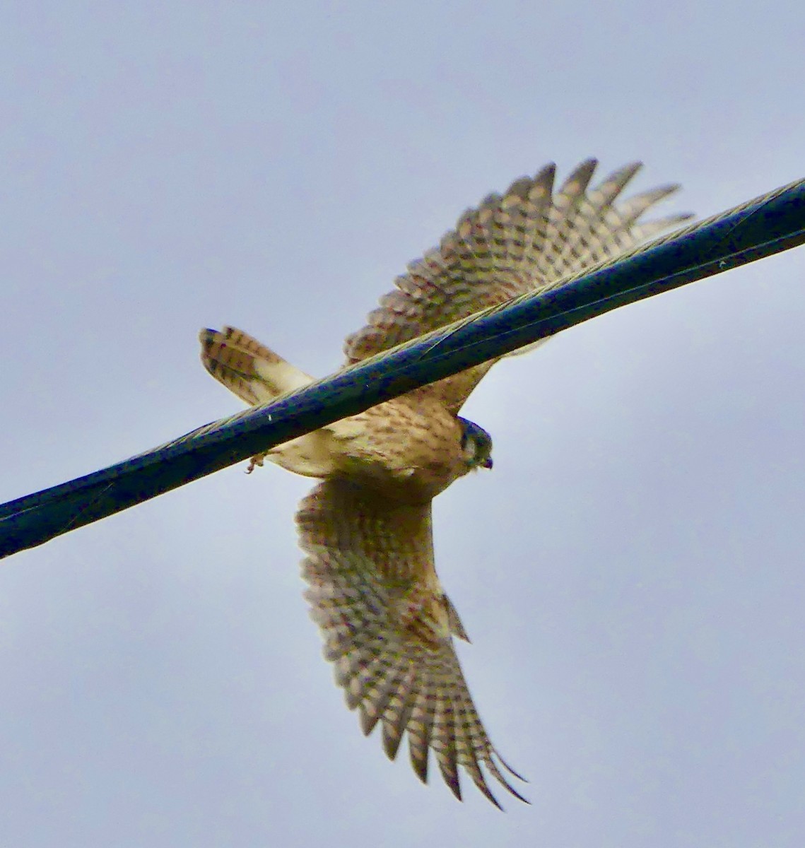 American Kestrel - Carolyn Thiele