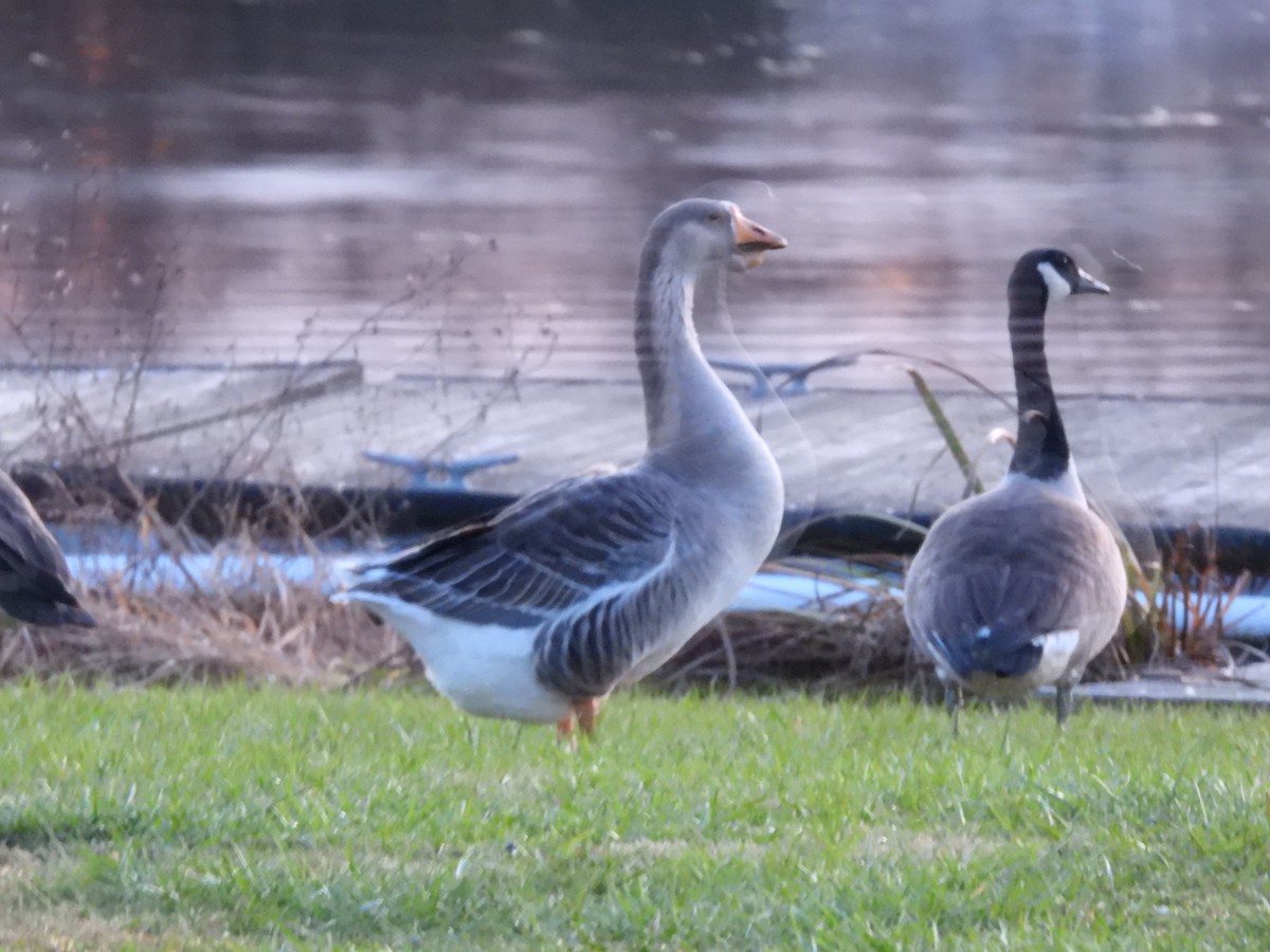 Domestic goose sp. (Domestic type) - ML611746961