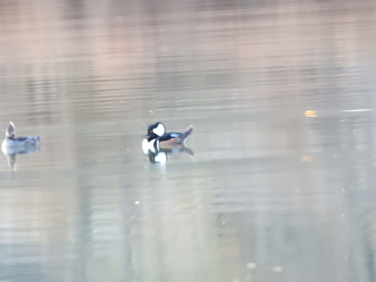 Hooded Merganser - Nathaniel Moulton