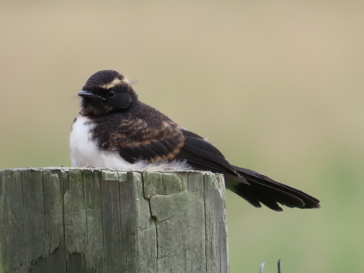 Willie-wagtail - ML611747043