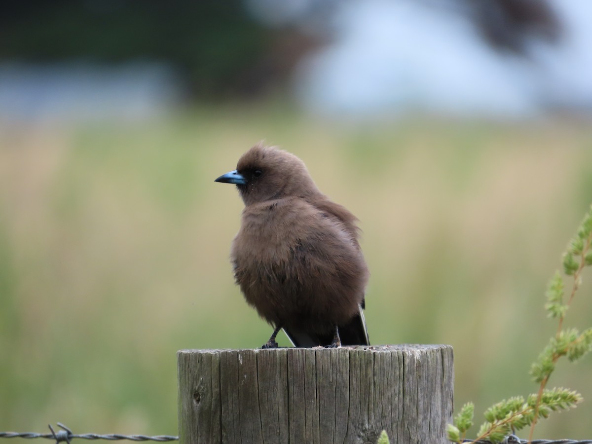 Dusky Woodswallow - ML611747056