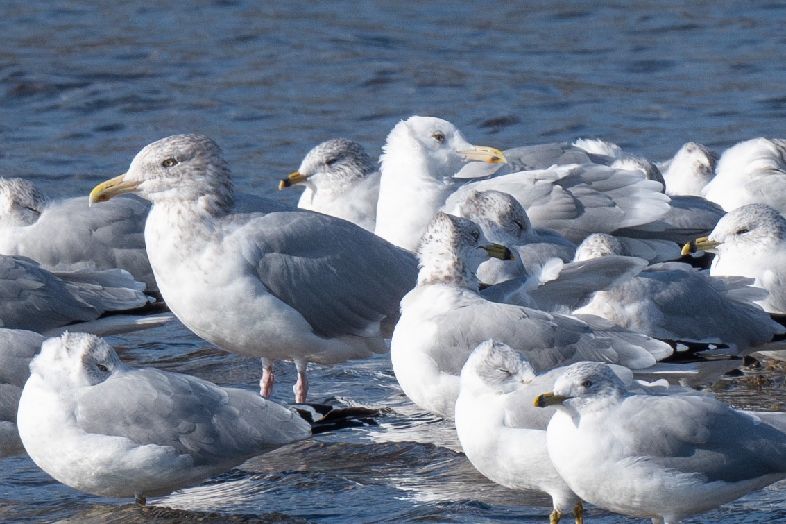 Herring Gull - ML611747132