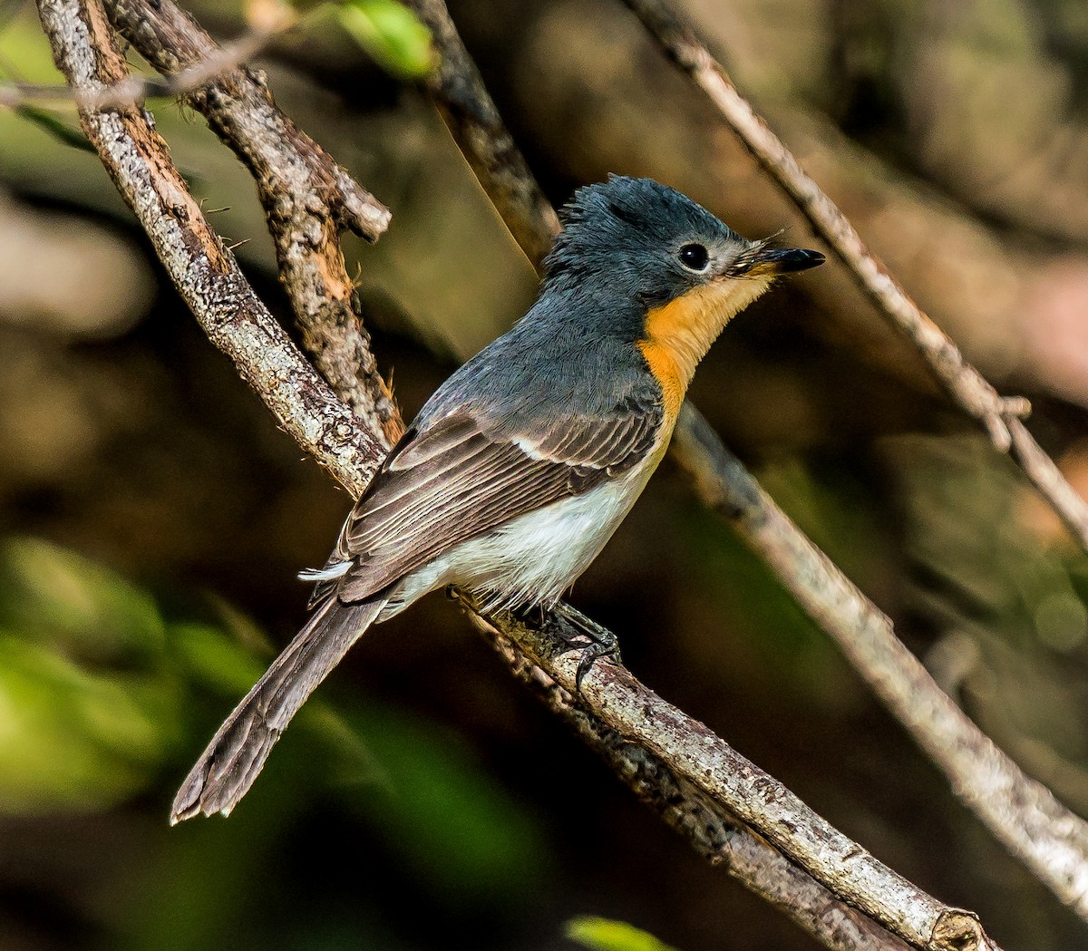 Broad-billed Flycatcher - ML611747134