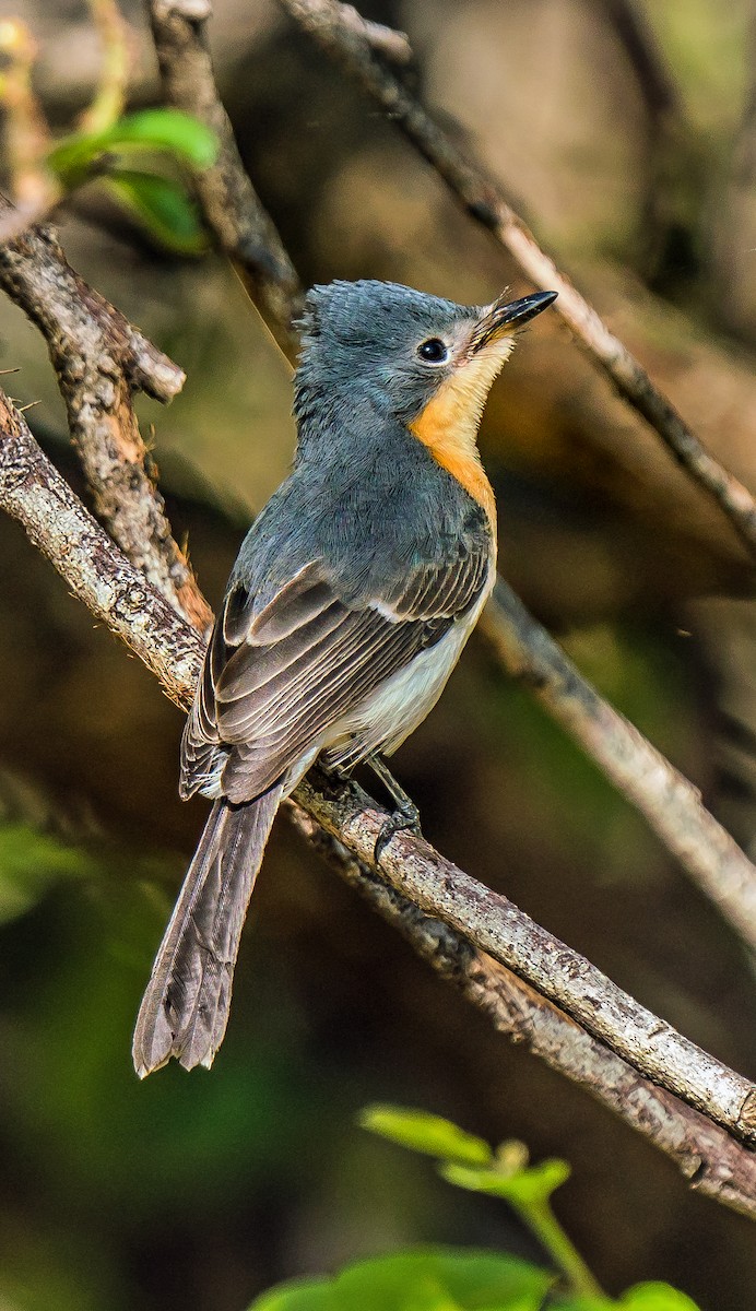 Broad-billed Flycatcher - ML611747135