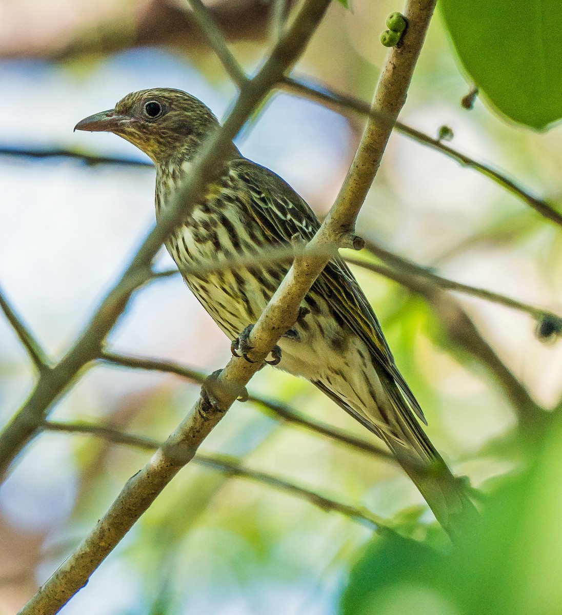 Australasian Figbird - ML611747138