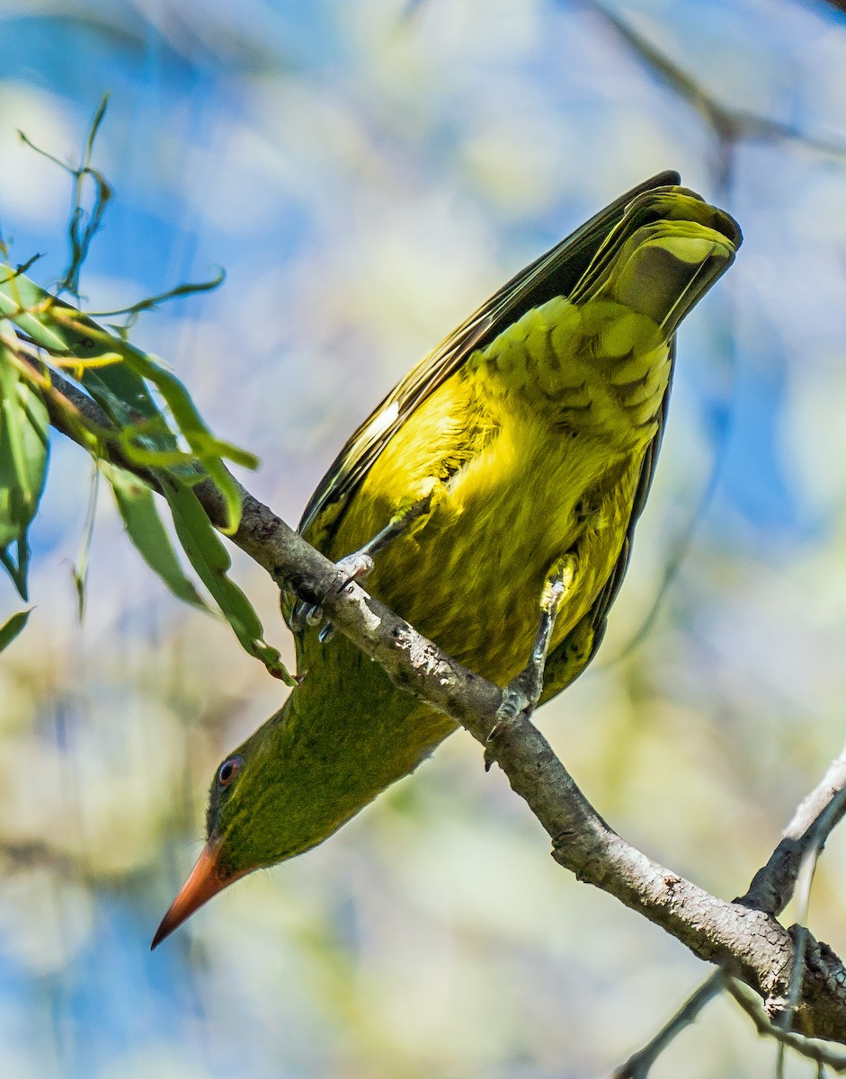 Green Oriole - ML611747143