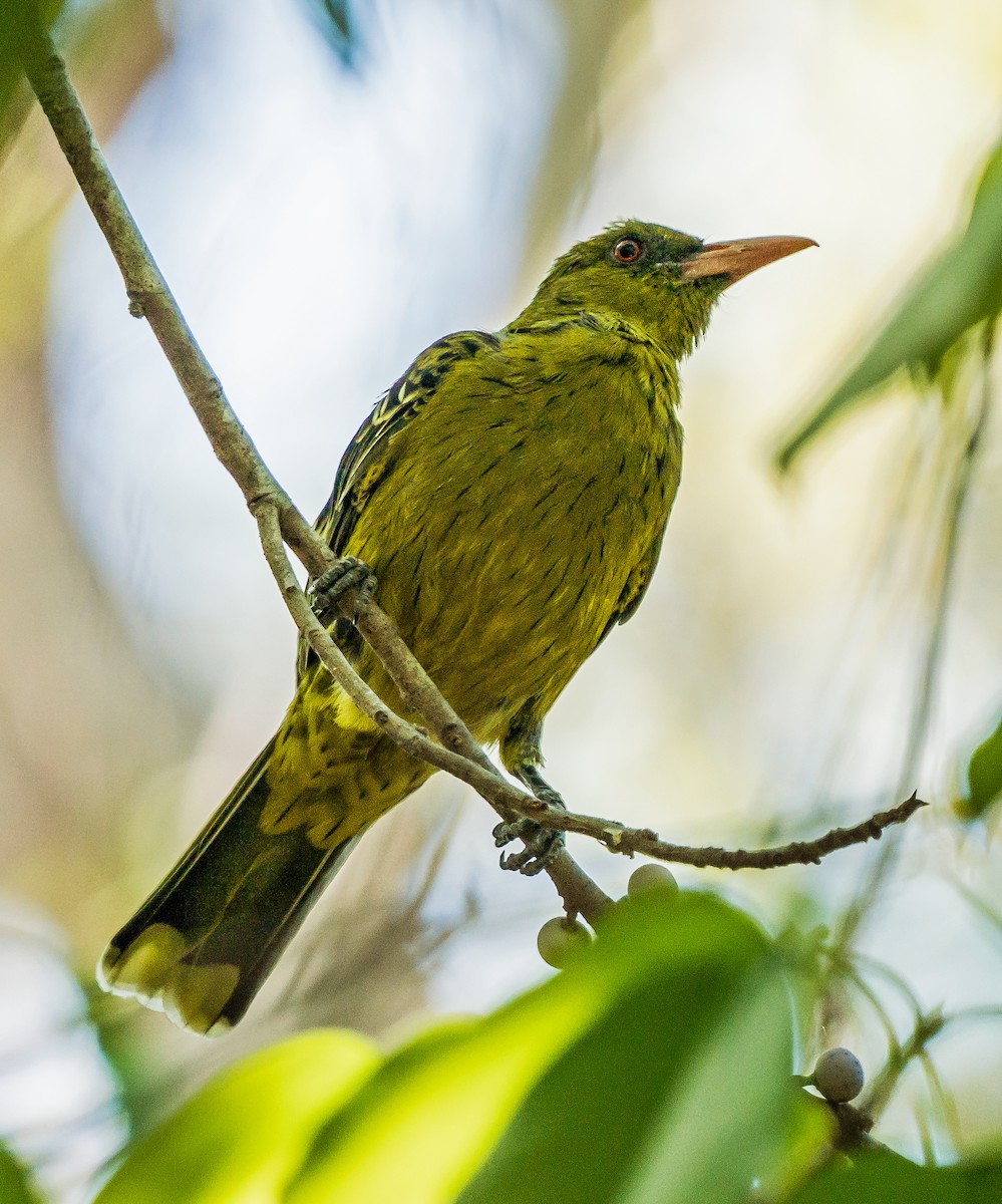 Green Oriole - ML611747144