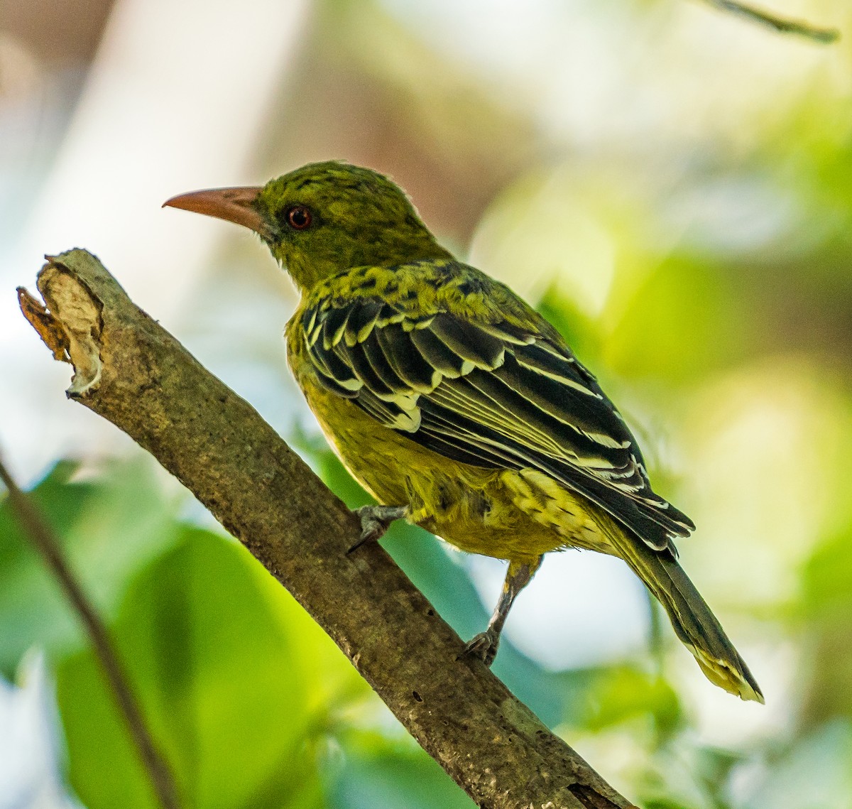 Green Oriole - ML611747145