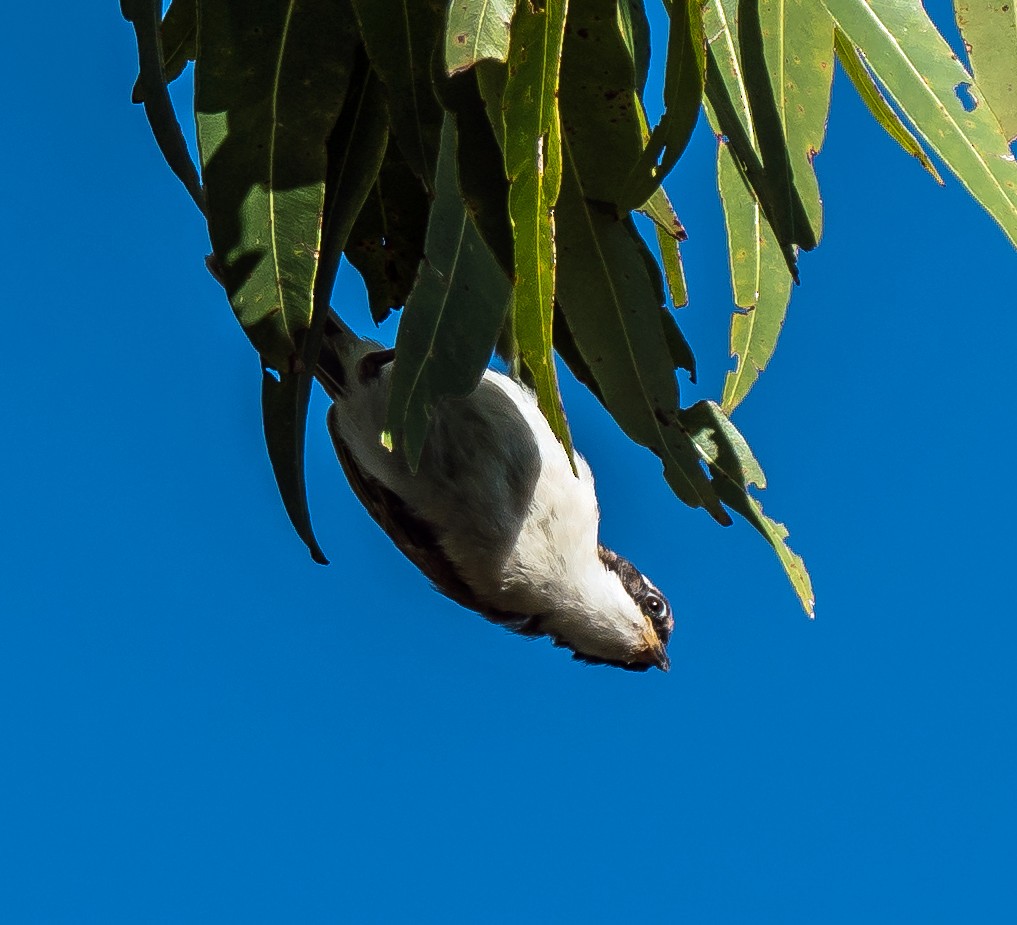 White-throated Honeyeater - ML611747151