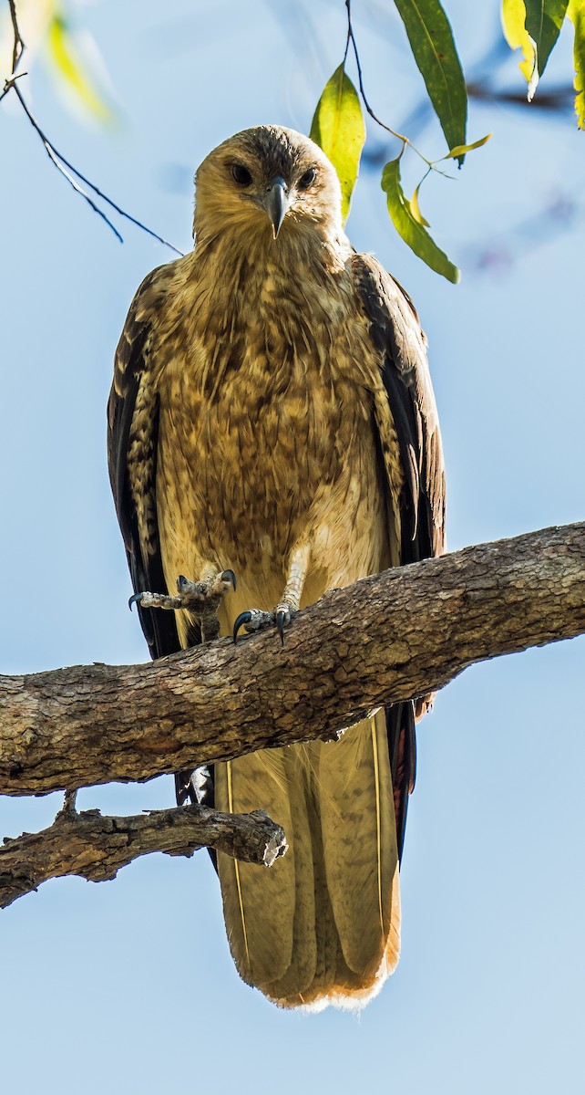 Whistling Kite - ML611747155