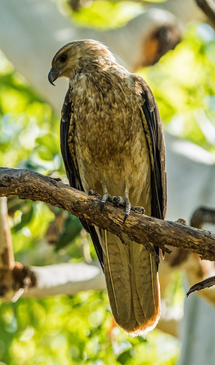 Whistling Kite - ML611747156