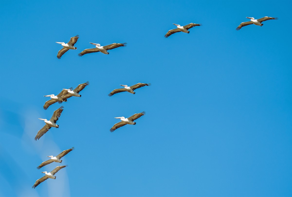 Australian Pelican - ML611747157