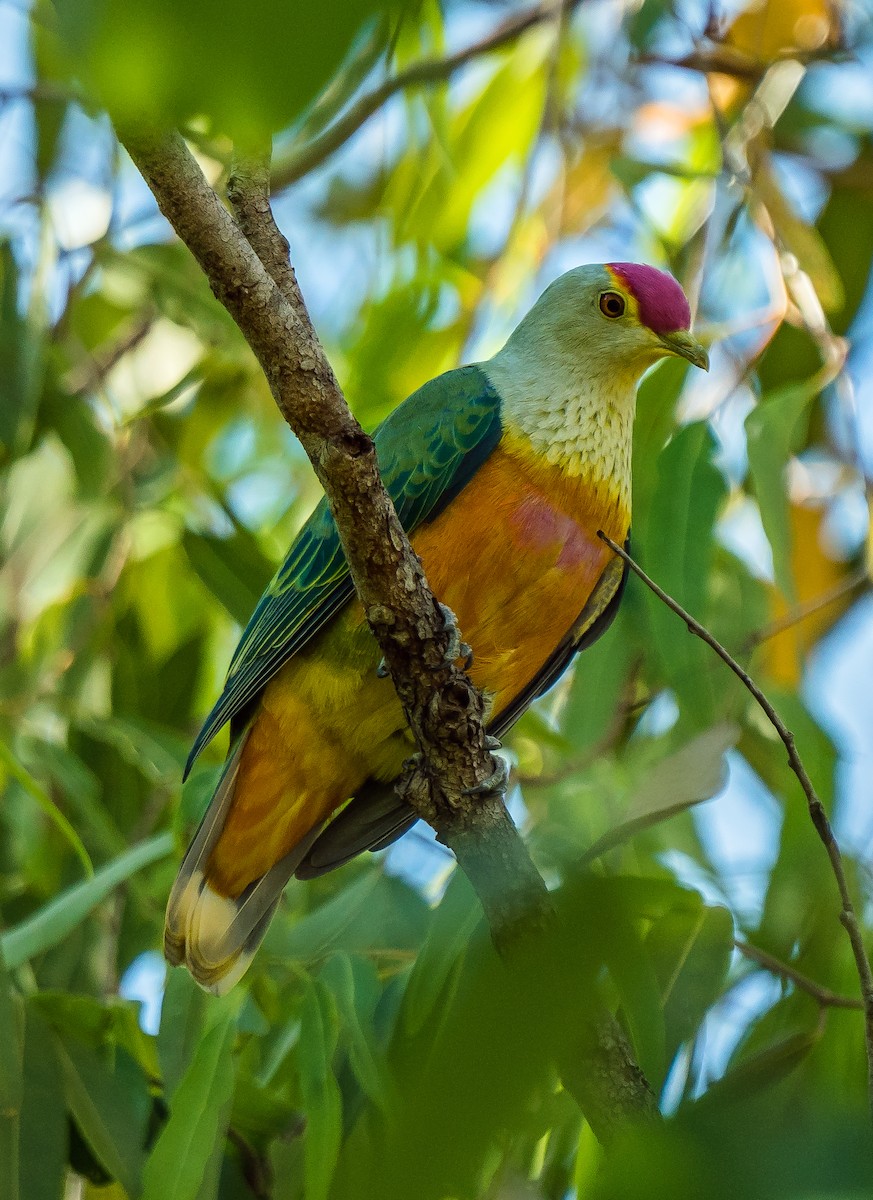 Rose-crowned Fruit-Dove - ML611747158